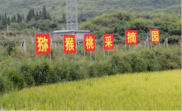 湖南旅游開發公司,懷化旅游開發公司,懷化峽谷探幽,懷化石林花山植物園